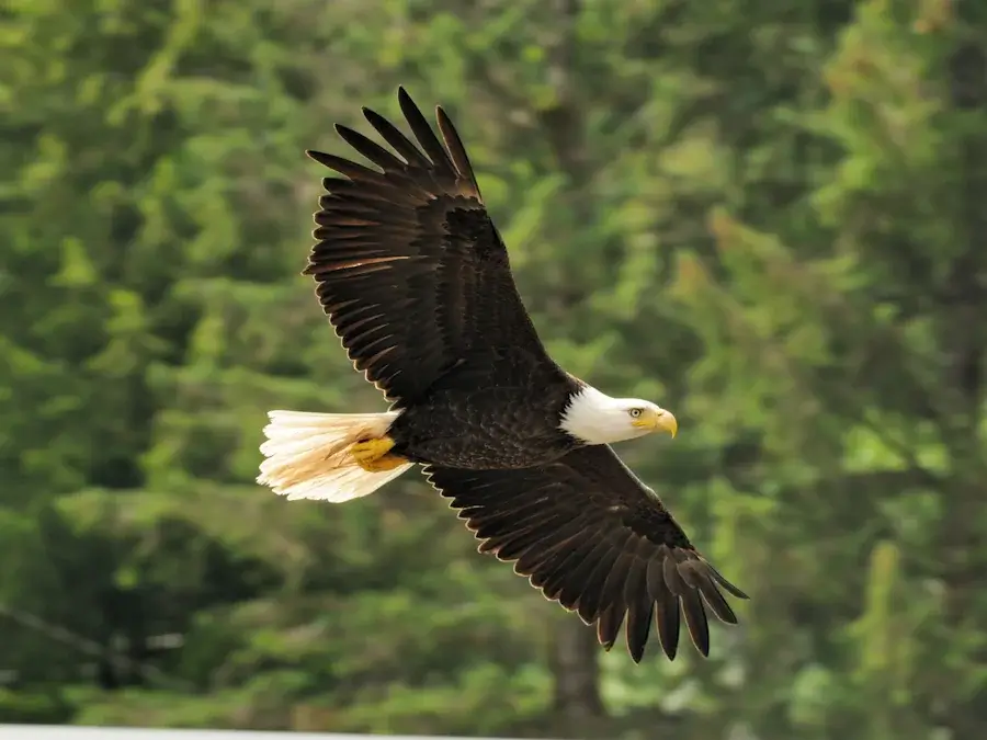 Aigle à tête blanche; Juneau; Croisière Disney en Alaska